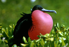 Magnificent Frigatebird